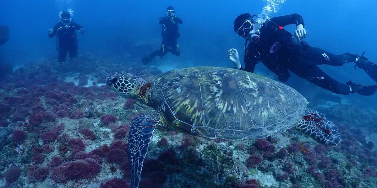 心海潛水教練在墾丁清澈海水中,耐心指導學員水肺潛水新手入門技巧,探索蔚藍的奇妙旅程。