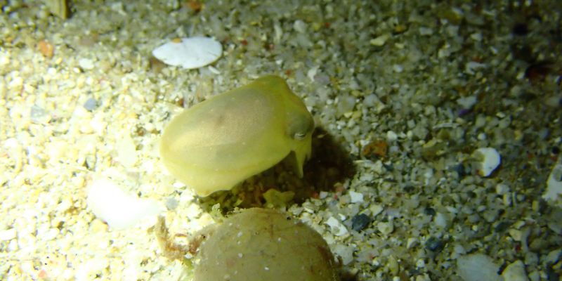 [夜潛時觀察到的夜行性海洋生物示意圖]