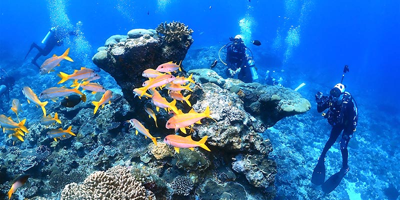 墾丁海洋生態系統-珊瑚礁與熱帶魚群的繽紛水下世界
