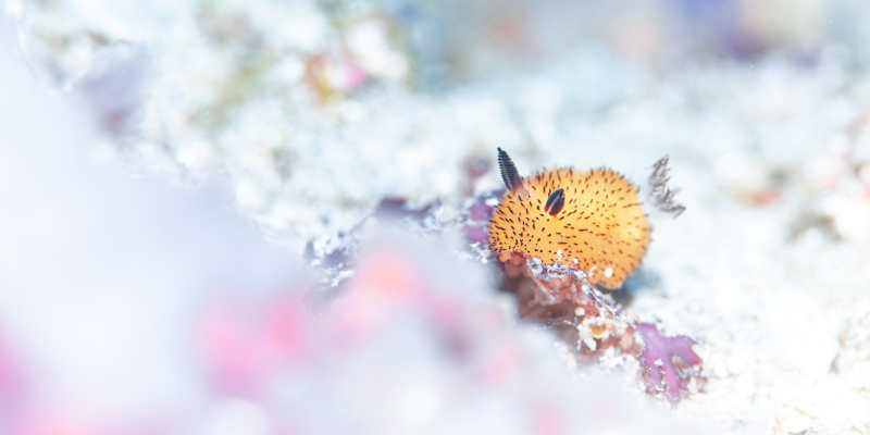 墾丁冬季潛水微距天堂：後壁湖出水口清澈海水中色彩斑斕的海蛞蝓，陽光穿透能見度20米的沙地