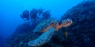 faq-marine-life-encounters-scuba faq-marine-life-encounters-scuba