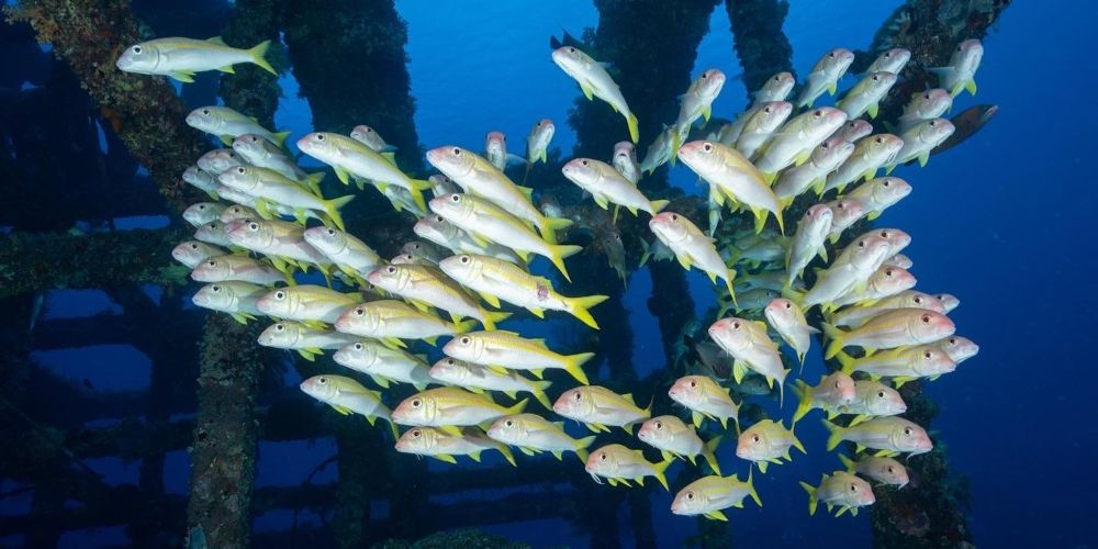 魚群 魚群
