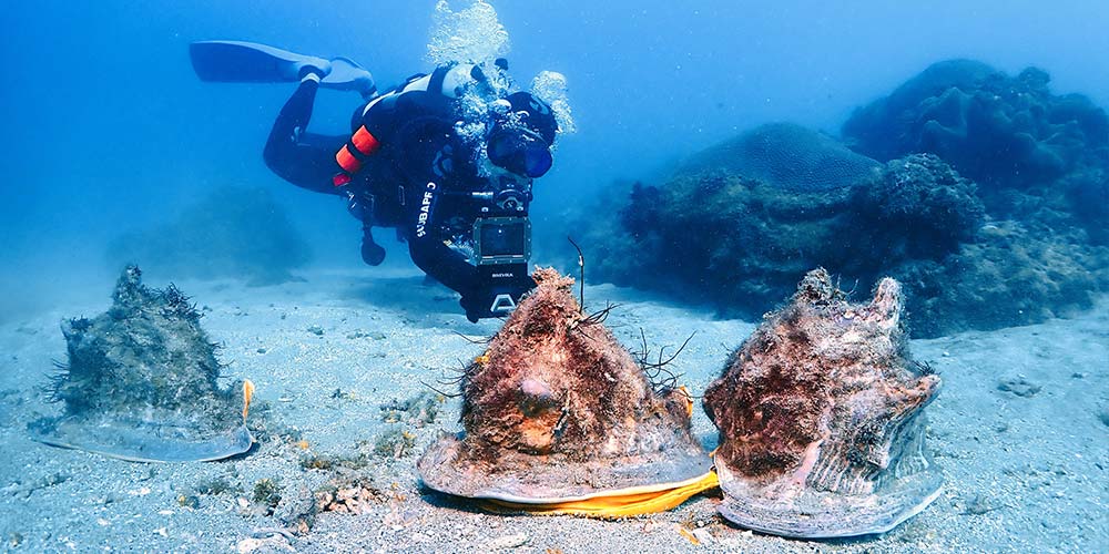 潛水體驗在墾丁可以看到哪些海洋生物、景觀?心海一對一帶你非凡體驗潛水!1000x500 潛水體驗在墾丁可以看到哪些海洋生物、景觀?心海一對一帶你非凡體驗潛水!1000x500